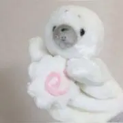 mirukuの画像