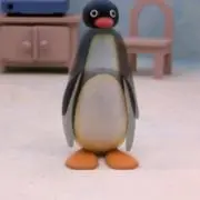 ぽむの画像