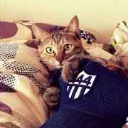 キジトラ