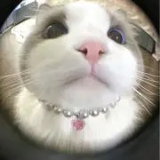 ちいたむの画像