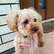 つのつのつのっぴ