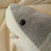 ザメリーの画像