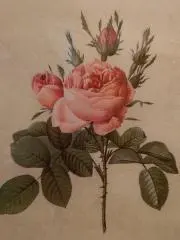 flowerの画像