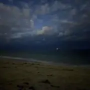 こーでぃーの画像