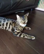 りつ子の画像