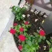 ニチニチソウの画像