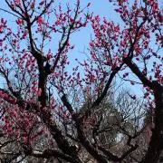 よっしーの画像