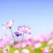 ちぃの画像