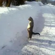 Tomの画像