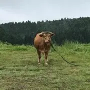 36の画像