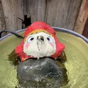 ミーの画像