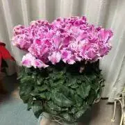 よっちゃんの画像