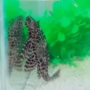 ☆プレコ☆の画像