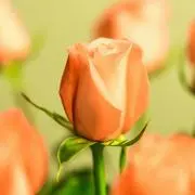 flowerの画像