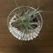 かっくるたん