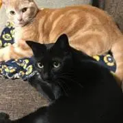 でんの画像