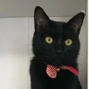 ジジの画像