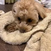 はぎーの画像