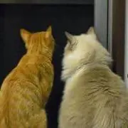 へいほ