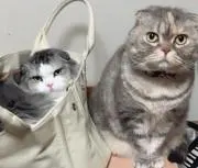 peachの画像