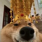 太陽ネコ_HYSHLの画像