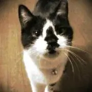 よぴ印ニャン太郎