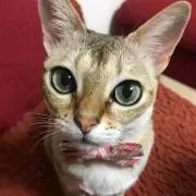 ななな