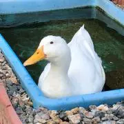 こいもの画像