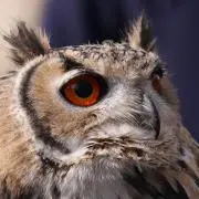 tomoの画像