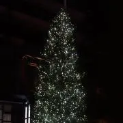午前の紅茶