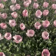 mm♡彡の画像