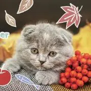 あゆ