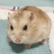 ピスコの画像