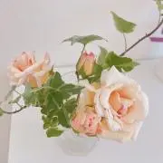 Roseの香りの画像