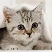 ねこ⭐︎仕事繁忙期のため1-7日発送の画像