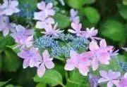 紫陽花の画像
