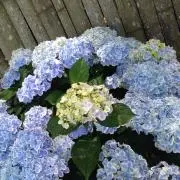 まこ