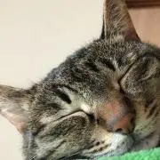 ぶう