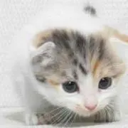 にゃー