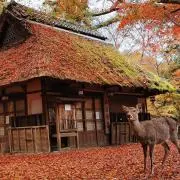 こうじの画像
