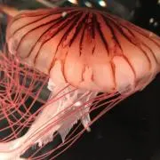 あゆみの画像