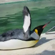 トーイック君の画像