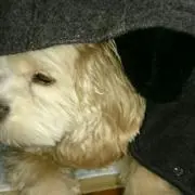 Y.s