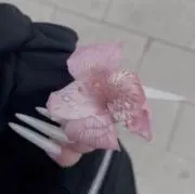 nnfの画像