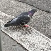 いなり寿司の画像