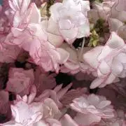 ブラウンの画像