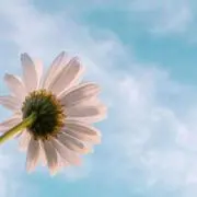 flowerの画像