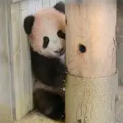 とこちゃん