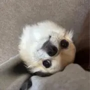 Maroの画像