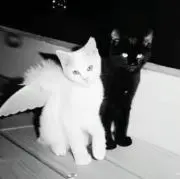 ちゃの画像